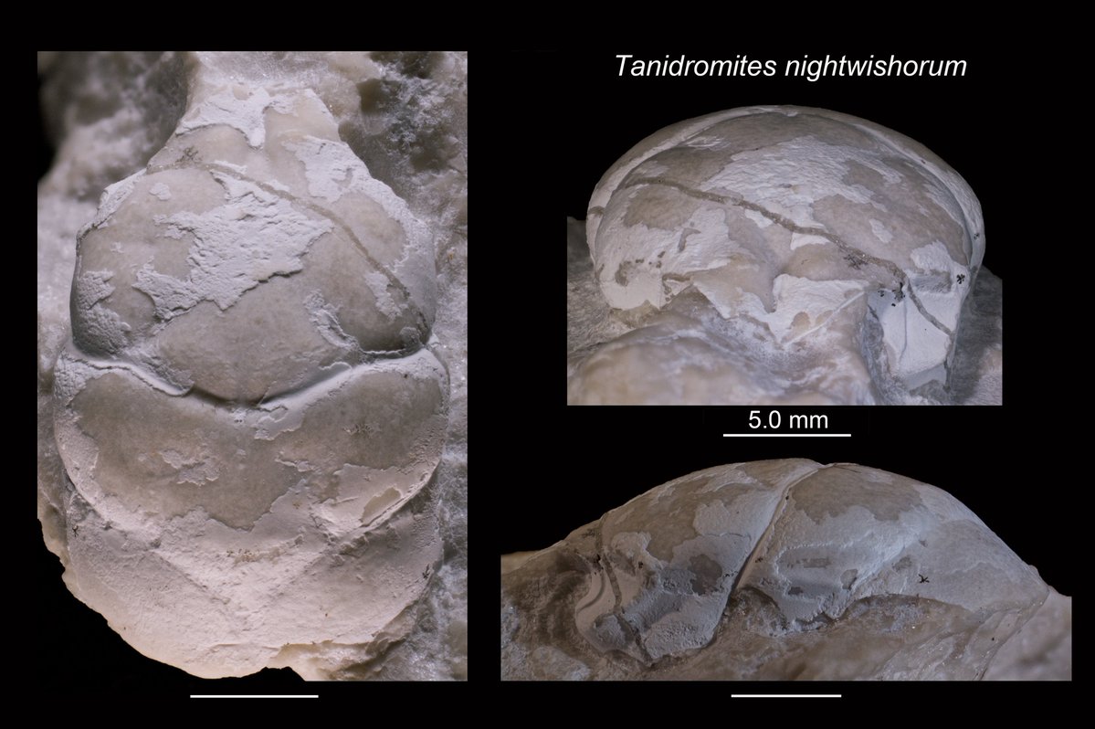 NIGHTWISH - Tanidromites nightwishorum cangrejo fósil